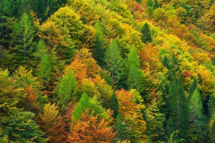 3Coniferous-Mixed-Forest-Val-Saisera-Italian-Julian-Alps-Italy.jpg