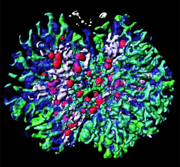 3D-Kidney-Structures-Generated-From-Cultured-Mouse-Embryonic-Stem-Cells.jpg