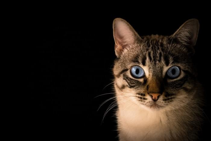 cat-1.jpg