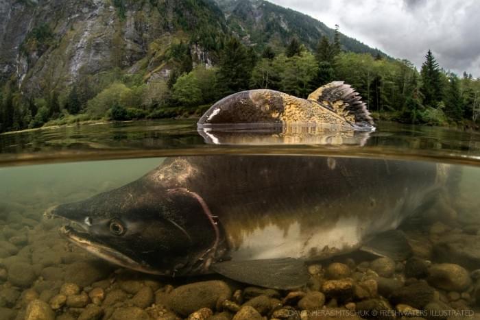 Sockeye-Salmon-1.jpg