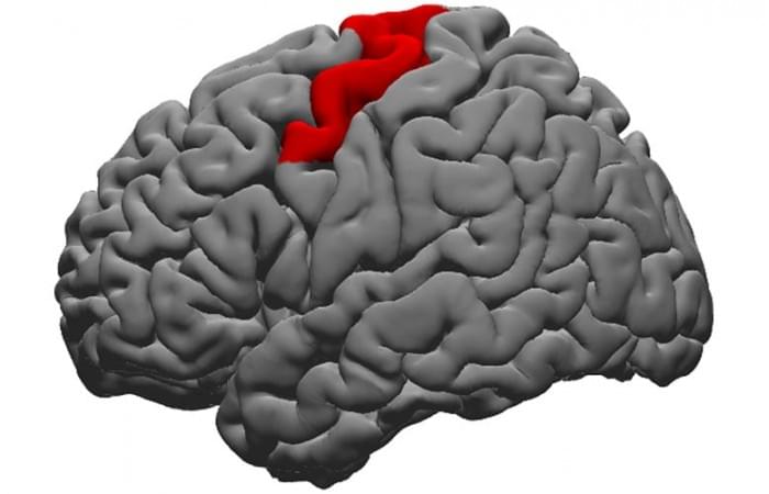 Brains-Dorsal-Precentral-Gyrus.jpg