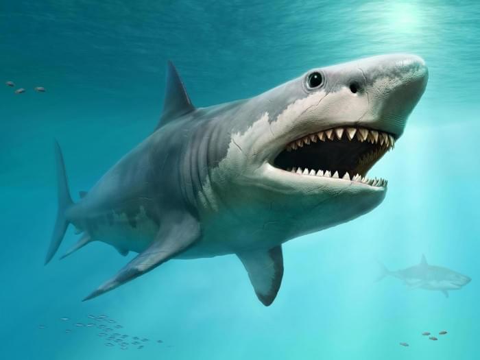 Megalodon-Illustration.jpg