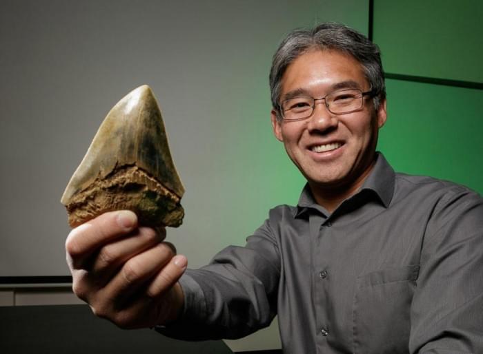 Kenshu-Shimada-Megalodon-Shark-Tooth.jpg