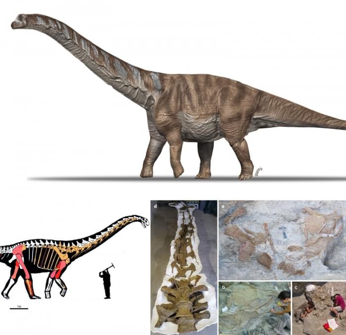 Abditosaurus_kuehnei-novataxa_2022-Vila_Selles_Moreno-Azanza_et-al.jpg