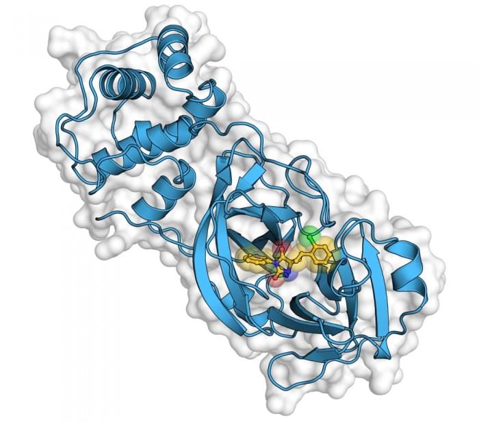 Coronavirus-Enzyme-Model.jpg