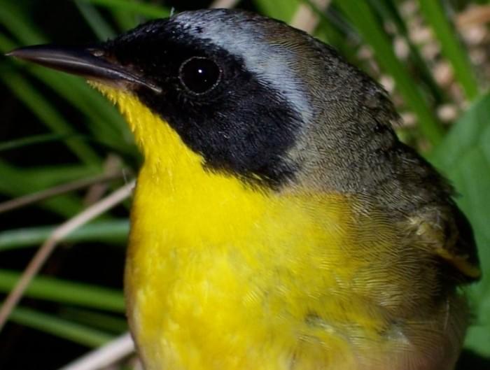 Male-Yellowthroat-Mask-777x587.jpg