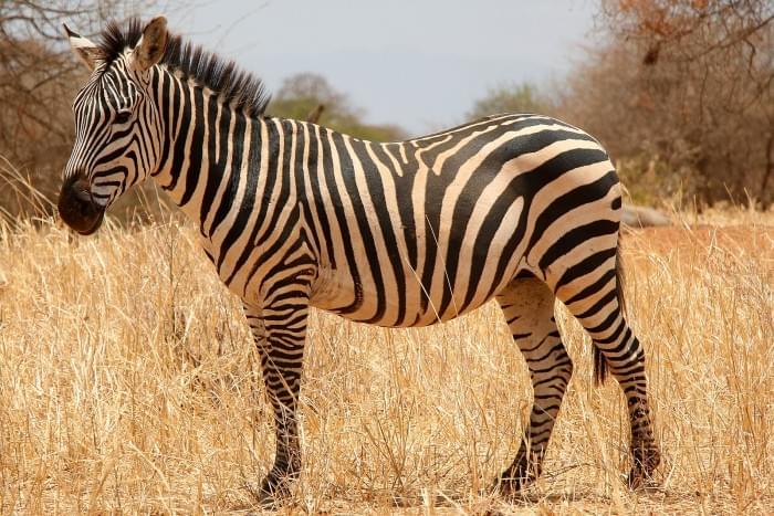 1599px-Zebra_(24694097565).jpg