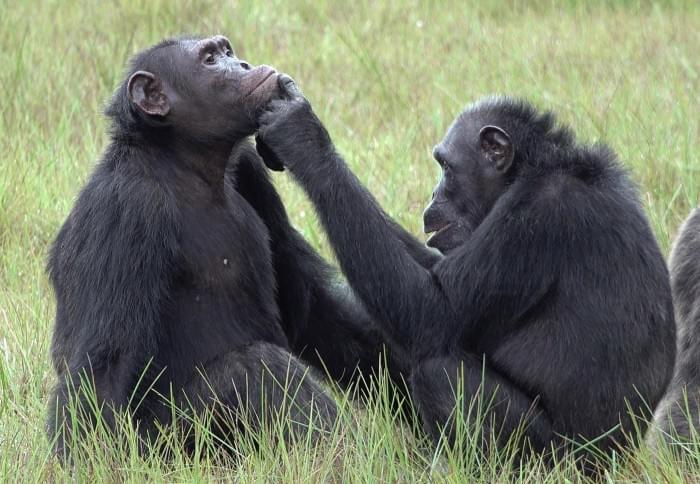 Chimpanzees-in-Gabon-Apply-Insects-to-Wounds-scaled.jpg