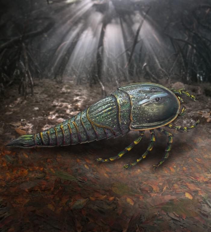 reconstruction-of-eurypterid-in-habitat-artist-alison-douglas.jpg