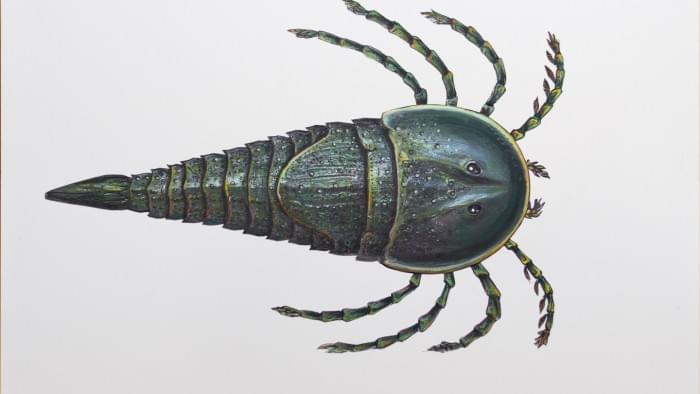 dorsal-view-of-eurypterid-artist-alison-douglas.jpg