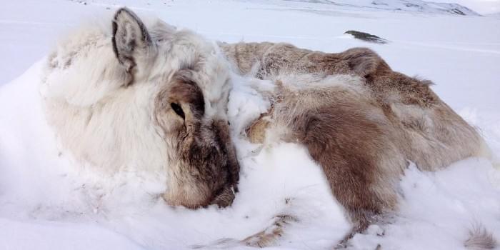 1Reindeer-in-Snow.jpg