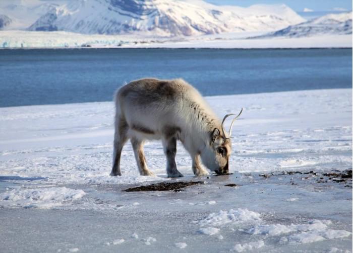 3Reindeer-Drinking-Water.jpg