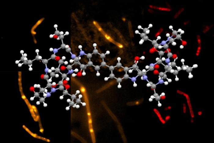 Himastatin-Molecule-777x518.jpg