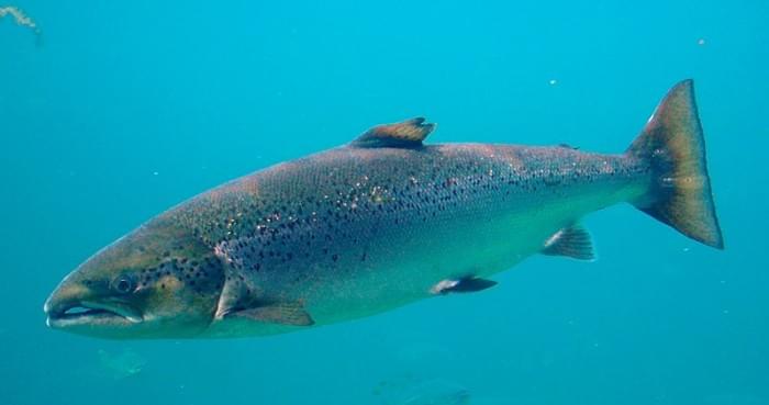 800px-Salmo_salar-Atlantic_Salmon-Atlanterhavsparken_Norway_(cropped).jpg