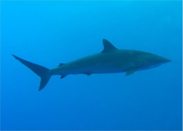 Silky_Shark.jpg