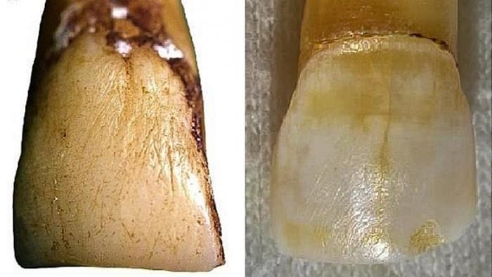 Koshima-Island-Macaque-and-Neandertal-Teeth.jpg