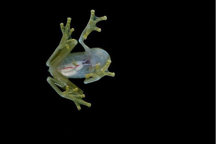 800px-Flickr_-_ggallice_-_Glass_frog_(5).jpg