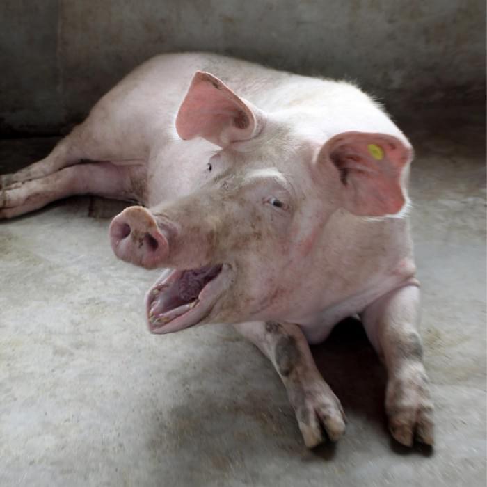 Happy-Pig-on-Floor-2048x2048.jpg