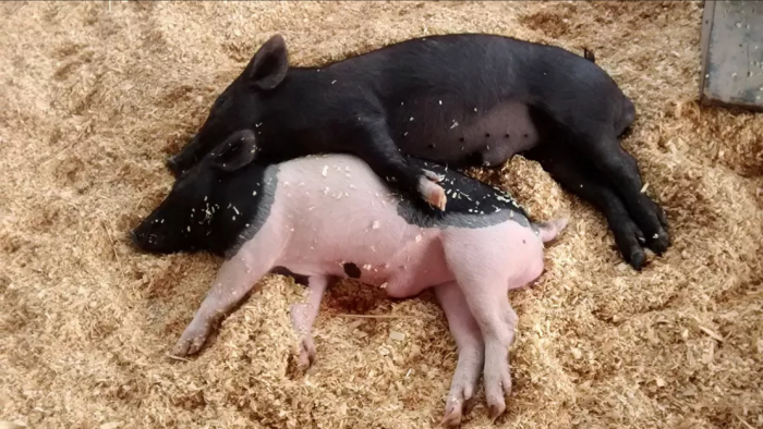 Screenshot_2022-03-08 pigs jpg（WEBP 图像，1092x615 像素）.png