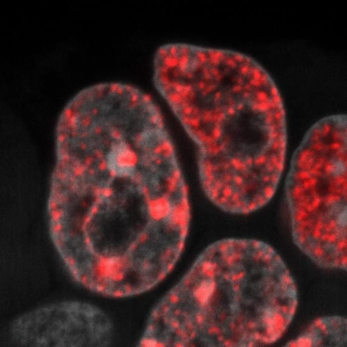 DNA-Replication-in-Mouse-Embryonic-Stem-Cells-777x777.jpg