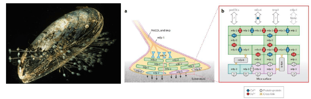 图1. 贻贝的黏附。（左）贻贝（a）贻贝足丝图，（b）贻贝不同种类足丝蛋白分布图。