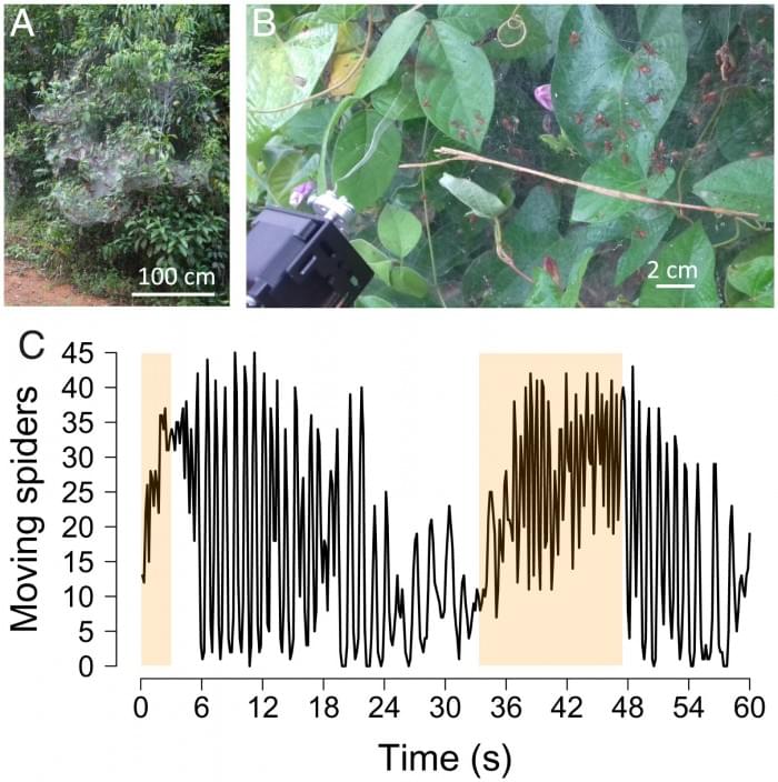 pnas.2115103119fig01.jpg