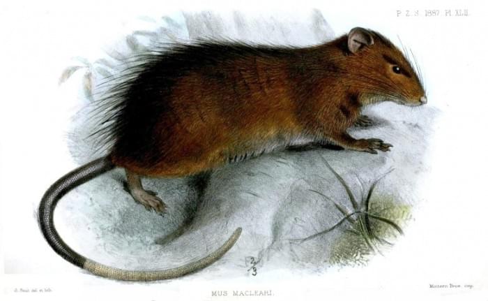 Christmas-Island-Rat-Rattus-macleari-777x478.jpg