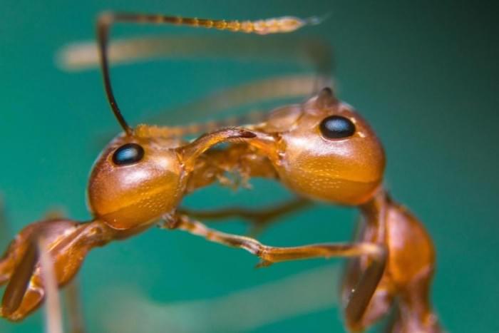 Fire-Ants-Close-Up-777x518.jpg