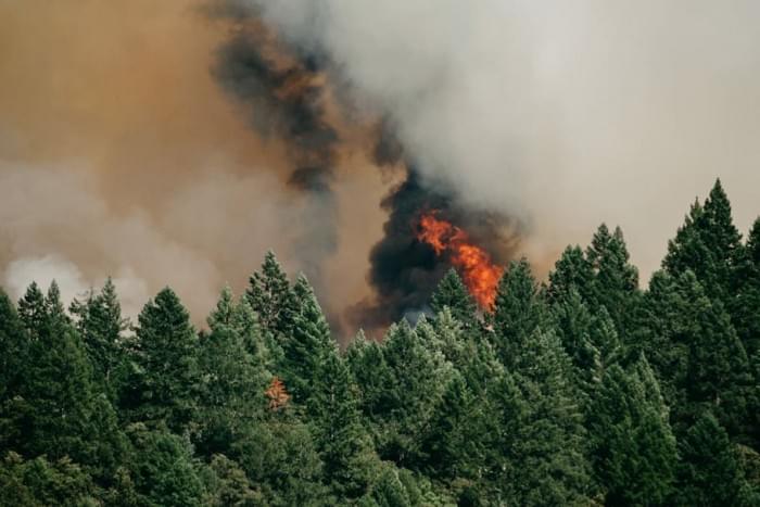 forest-woodland-tree-smoke.jpg