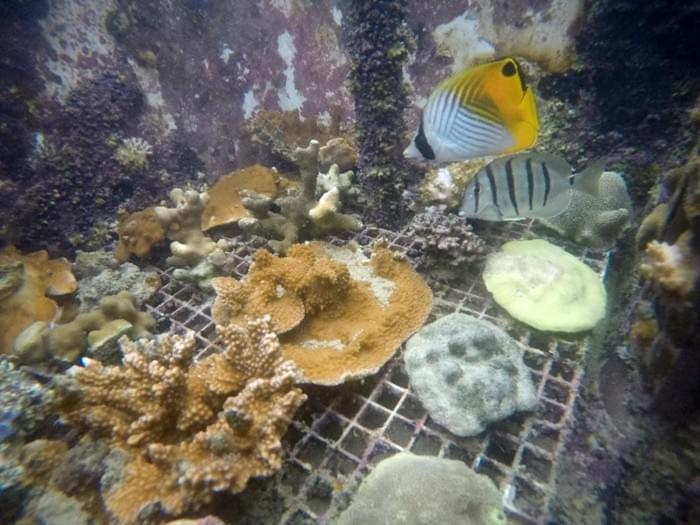 Hawaiian-Corals-Show-Surprising-Resilience-to-Warming-Oceans.jpg