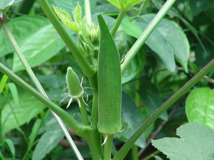 Hong_Kong_Okra_Aug_25_2012.JPG