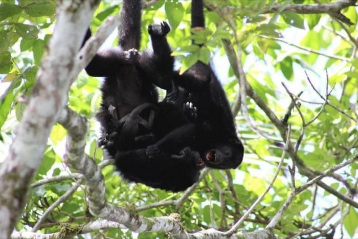 Howler-Monkeys-Playing-768x512.jpg