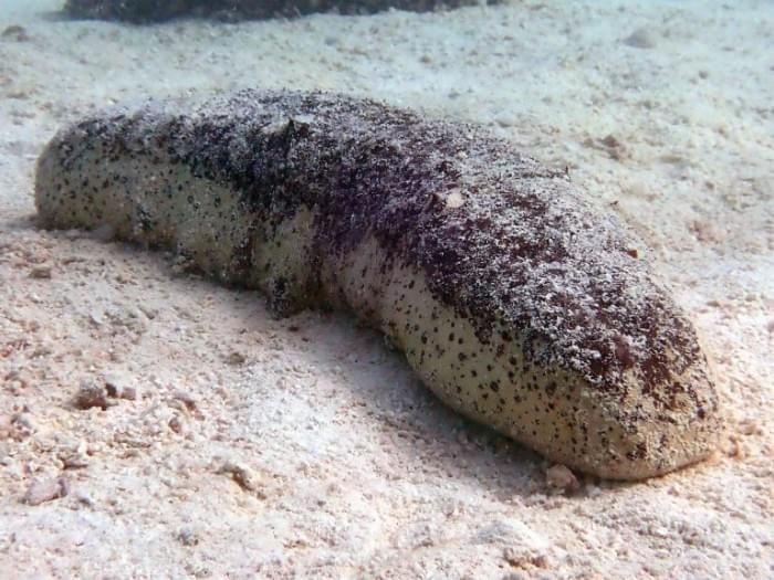 White-Teatfish-Sea-Cucumber-768x576.jpg