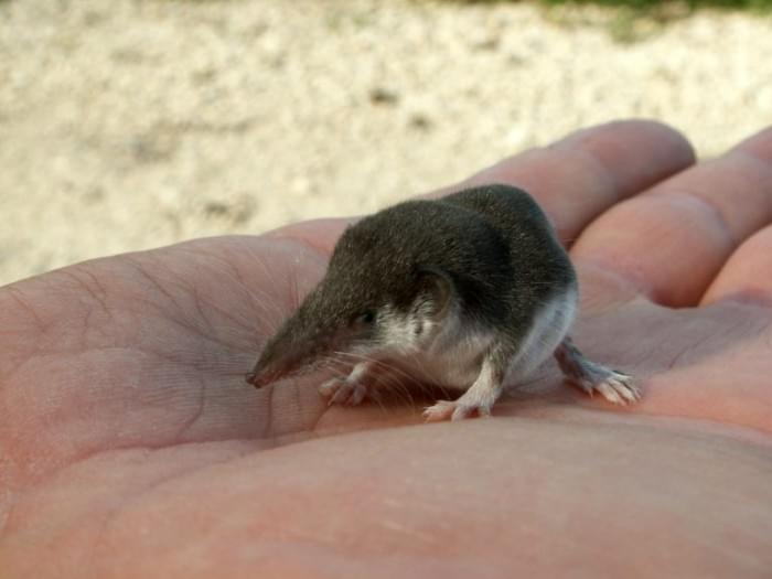 Bicolored-Shrew-768x576.jpg