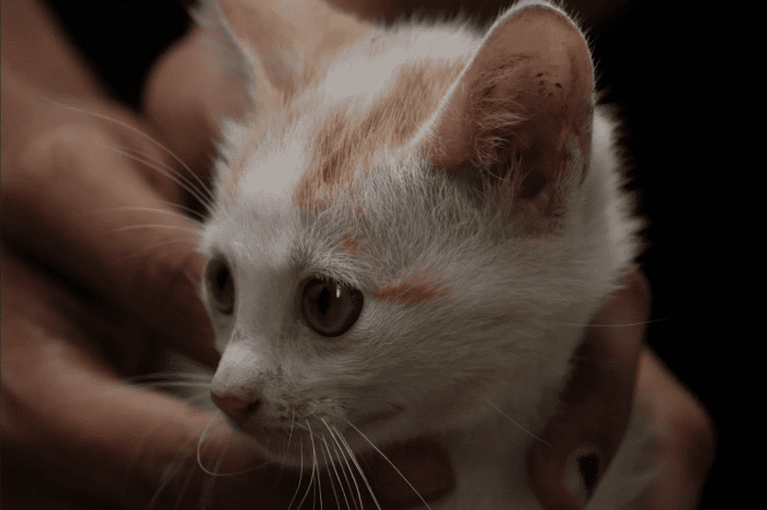 Screenshot_2022-03-30 A-beautiful-cat-141026-pixahive jpg（WEBP 图像，1560x1040 像素） — 缩放 (60%).png