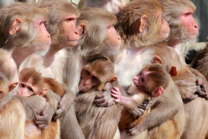 Female-Rhesus-Macaque-Monkeys-and-Infants.jpg