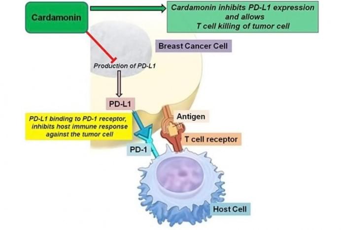 Cardamonin-and-Breast-Cancer-768x514.jpg
