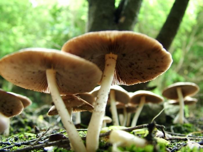 Giant_Mushrooms_-_Auckland.jpg