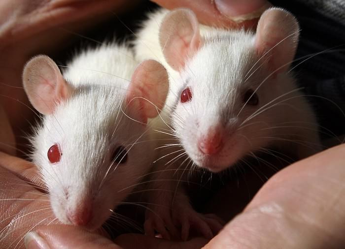 1024px-Sister_ratties_3.jpg