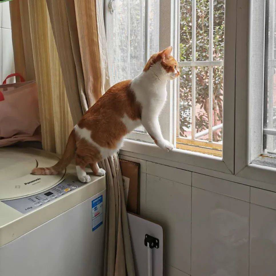焦糖喜欢蹲在窗口看外面的鸟。<br>