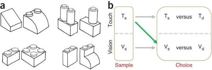 实验使用的三维物体（a）和实验检测流程（b）| 图源：Held R, et al. 2011.
