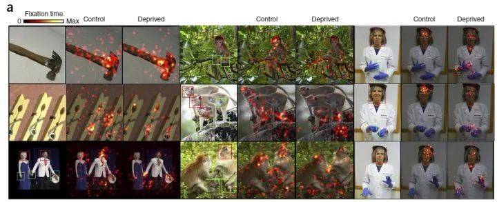 红点表示猴子眼睛注视的时间多少，可以看到相比于对照，面部剥夺的猴子几乎就不会看脸部 | 图源：Arcaro M J, et al. 2017.