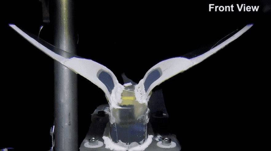 在 10900 米深的马里亚纳海沟中，软体机器人的双鳍拍打动作（来源：Nature）<br>