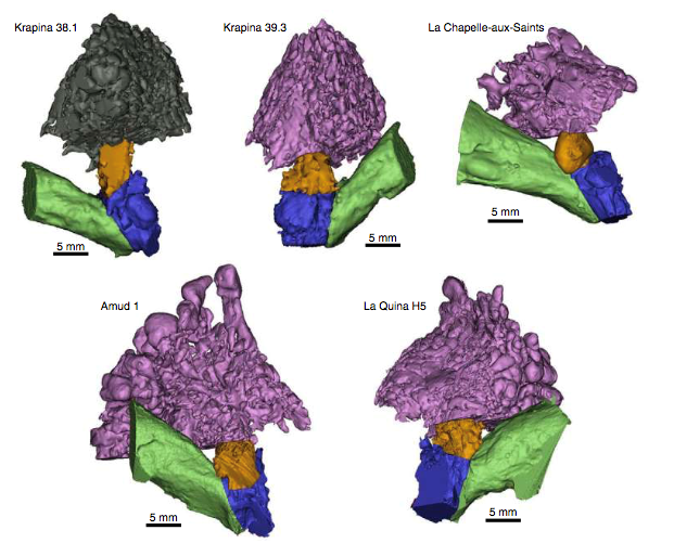 尼安德特人外耳与中耳腔的解剖学重建。| 图片来源：Conde-Valverde et al. / Nature Ecology & Evolution<br>