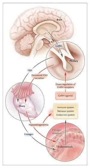 脑垂体分泌促性腺激素释放激素（GnRH），GnRH作用于性腺（卵巢和睾丸）。图片来源：10.1056/NEJMct0803719