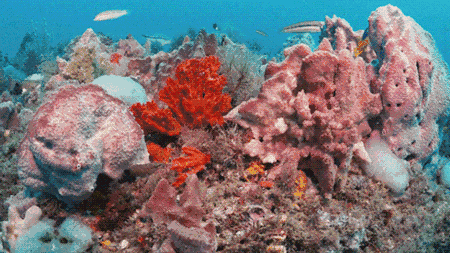 中国最美海岸珊瑚礁保护区在徐闻