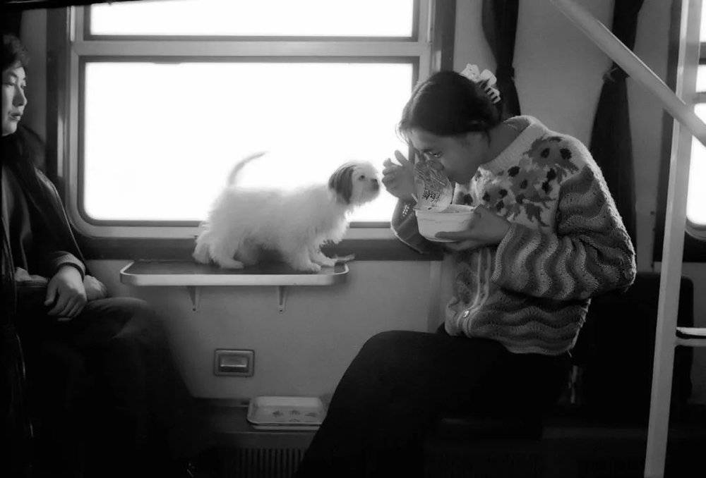 齐齐哈尔-北京 那时候还允许携带宠物上火车 1995年<br>
