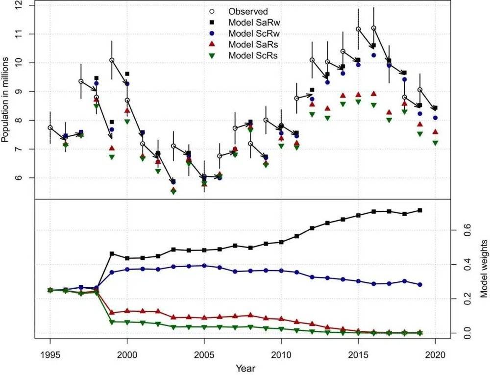 图3. 该图展现了美国中部地区绿头鸭的观测数值与预测数值的逐年比较，以及相应的权重演化。图2上半部分表示的是种群预估与各模型预测结果逐年变化的图示。图中竖线是预估值95%置信区间的误差条，箭头表示所有模型预测的加权结果。图2下半部分则表示的是各模型权重的演化（信息态）；研究中各模型在1995年初始权重相同。<br>