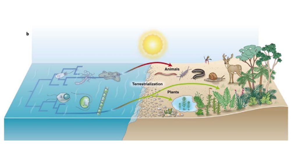 关于这些生物为何要从水生环境向陆地迁徙，日后再讨论 | 图源：Gould et al., 2019<br label=图片备注 class=text-img-note>