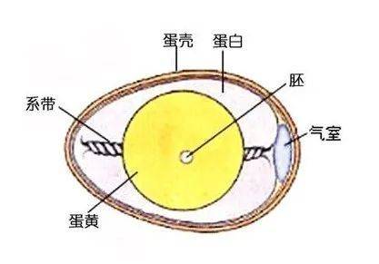 偌大的一个鸡蛋只为给中心小小的胚提供充足的营养与保护 | 图源：cas.cn<br label=图片备注 class=text-img-note>